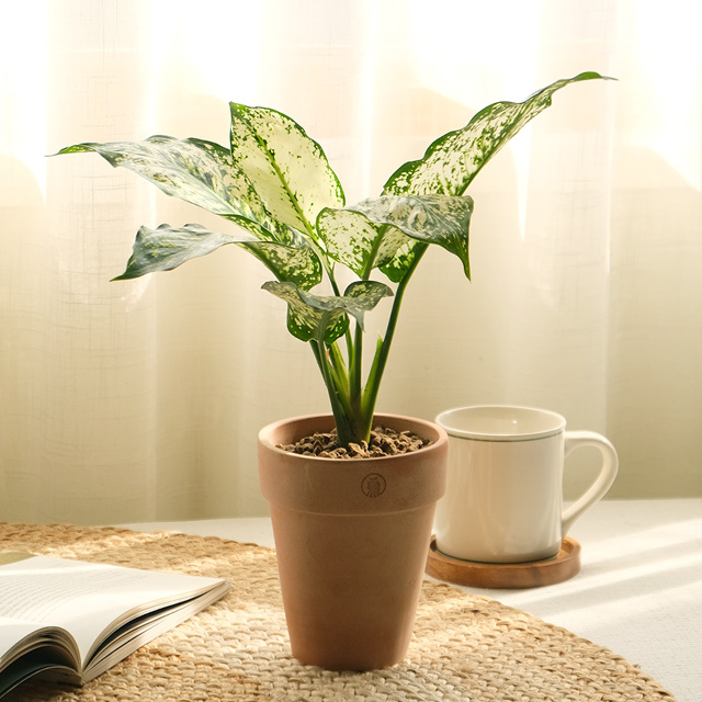 [plant] 스노우사파이어 식물화분set